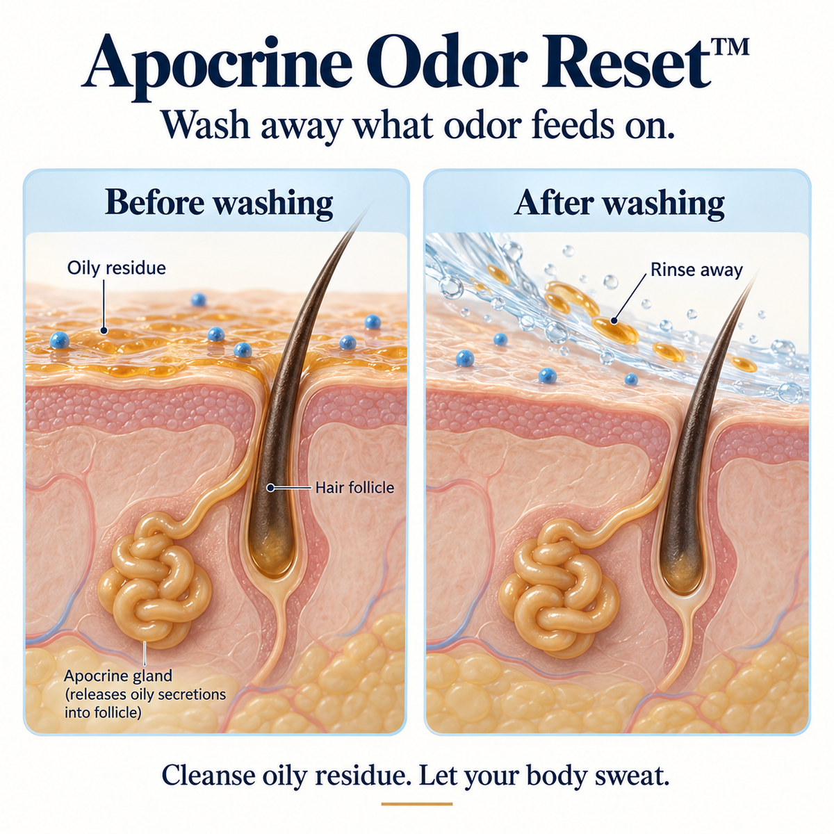 Apocrine Odor Reset — illustration of oily residue being rinsed from skin and hair